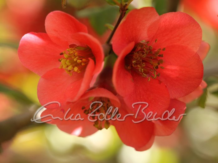 Galeriebild