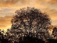 2025_herbst-bild2-baum web