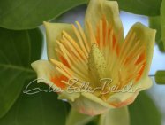 2026 Frühling - Tulpenbaum