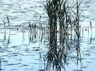 2026 Frühling - Wasserpflanzen